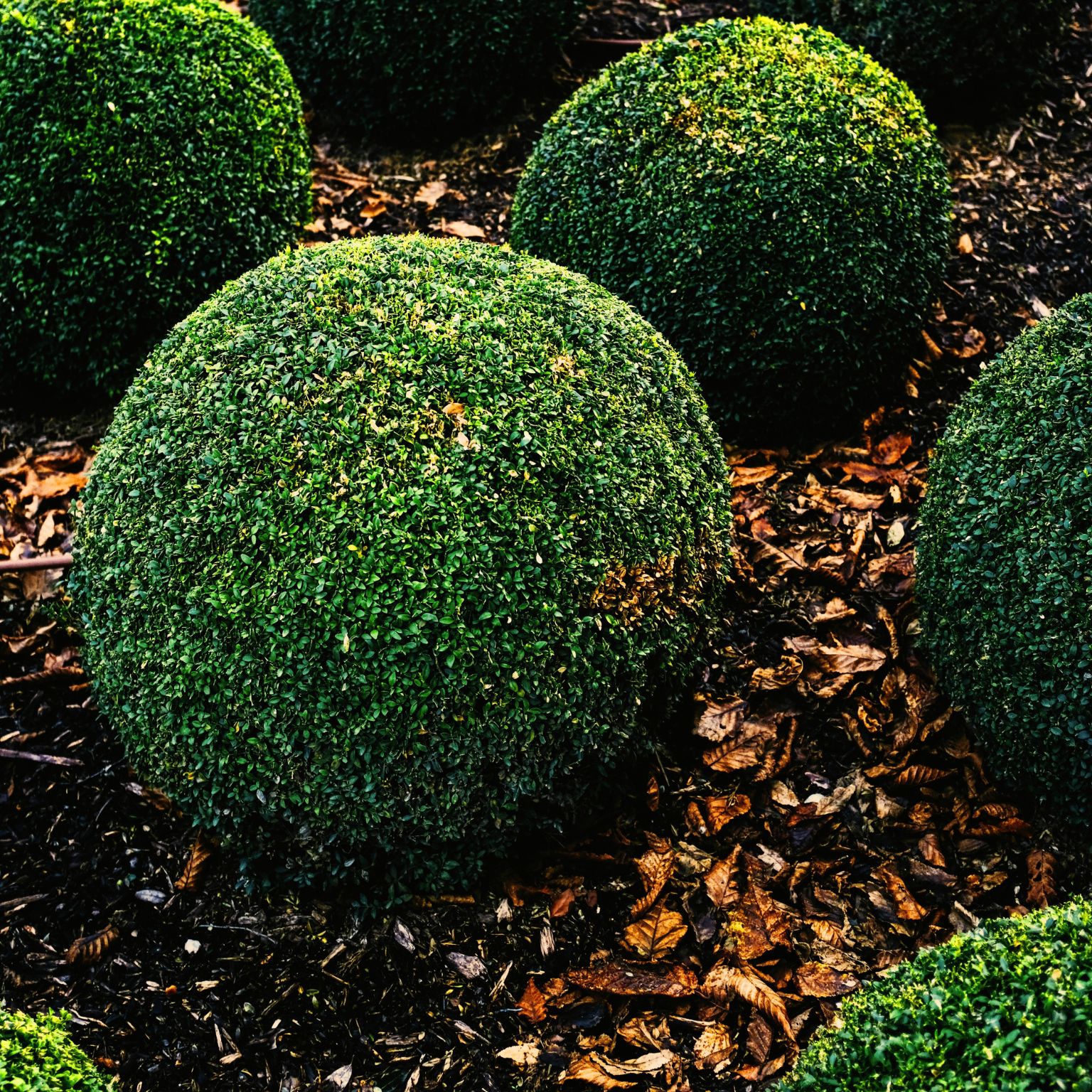 Shorter blog - represented by one topiary box ball