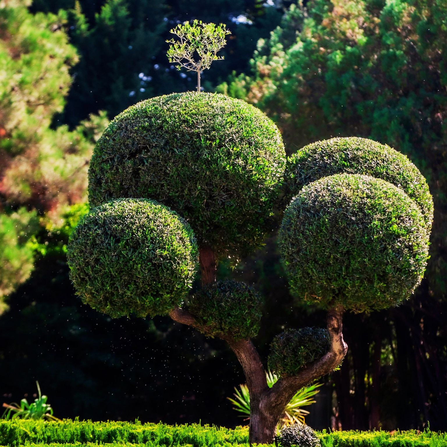 Longee blog - represented by a pom pom topiary tree of multiple spheres
